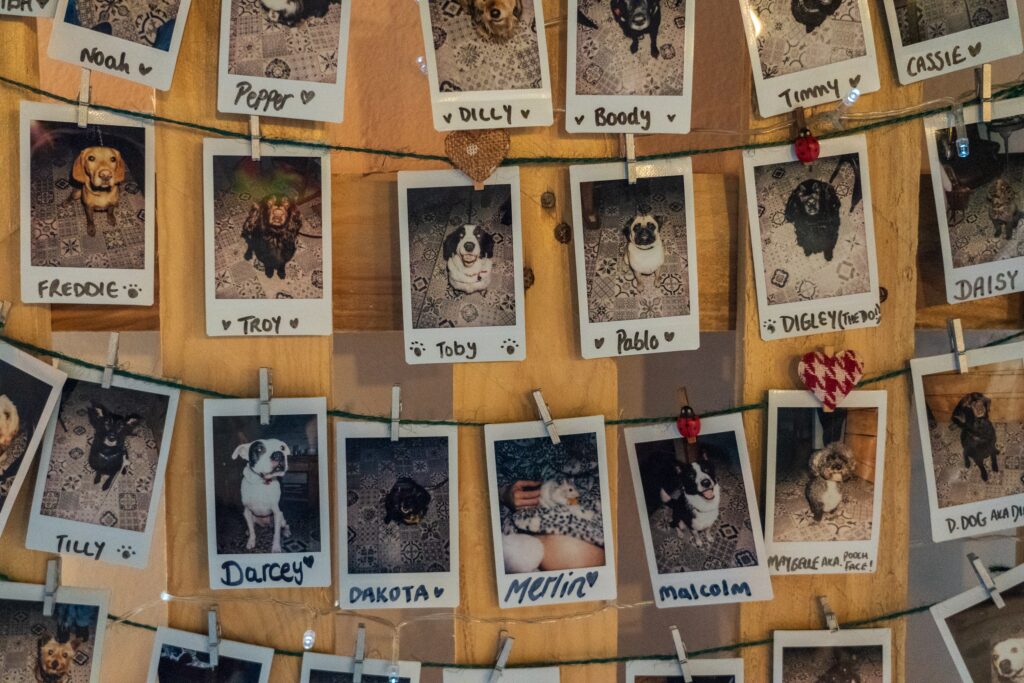 Various Polaroids of dogs